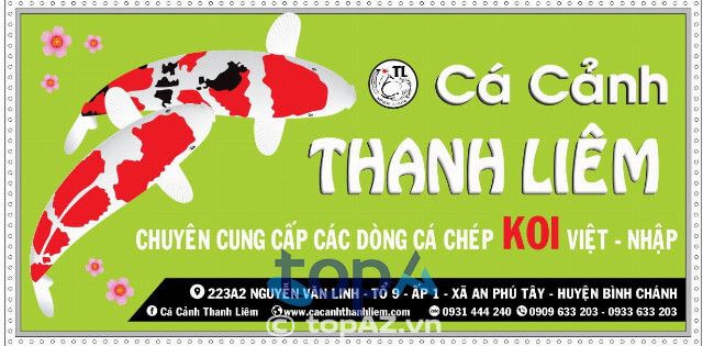 Đơn vị bán cá chép Koi tại TPHCM