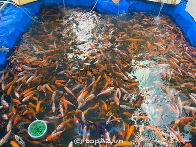 HP Koi Farm