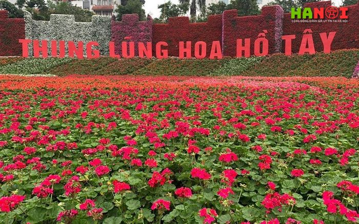 Thung-lung-hoa-ho-tay-hcmtoplist