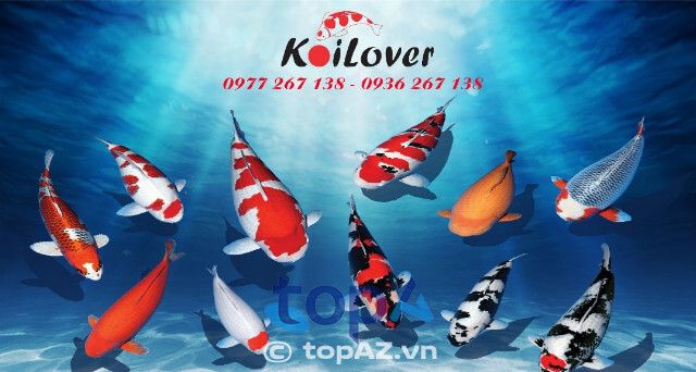 Địa chỉ bán cá Koi Nhật chất lượng tại TPHCM