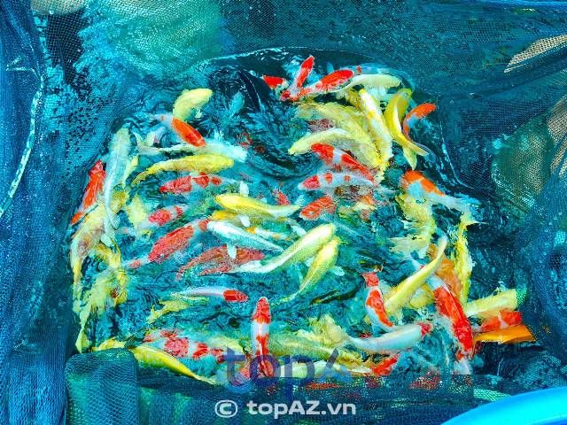 Địa chỉ bán cá Koi Nhật Bản tại TPHCM