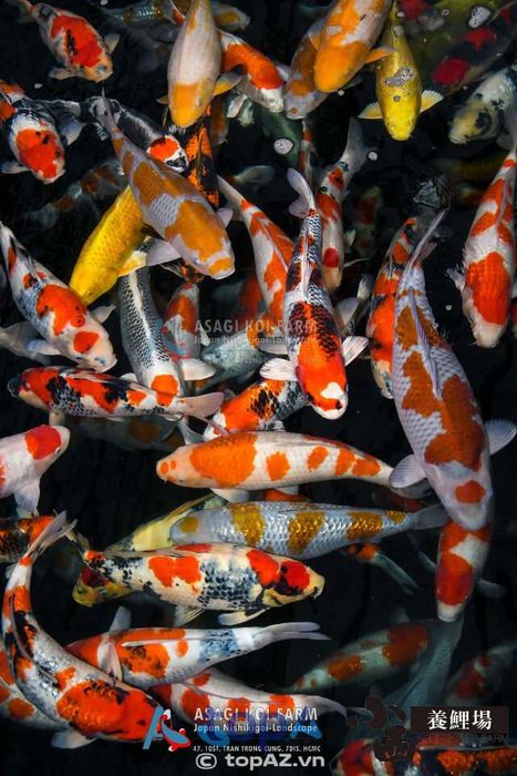 Asagi Koi Farm