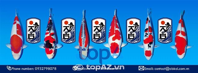 Cửa hàng bán cá Koi tại TPHCM
