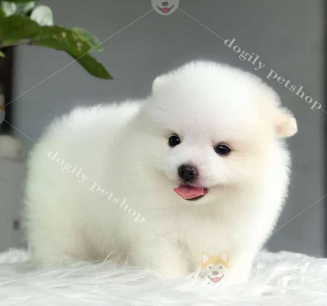 Dogily.vn – Địa chỉ bán chó cảnh uy tín tại TPHCM