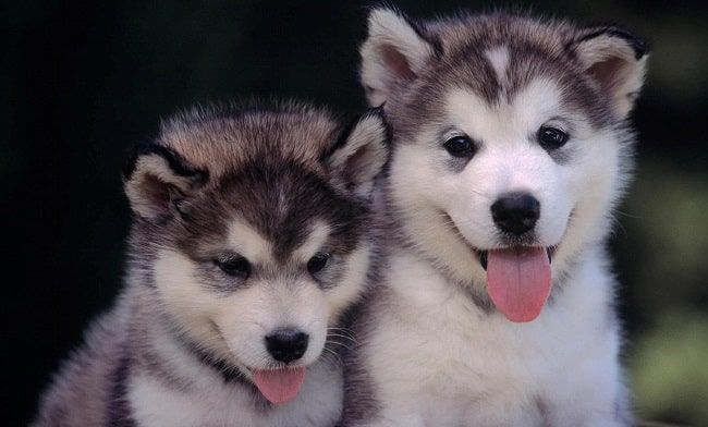 Khám phá và mua chó cảnh chất lượng tại Thucung.vn