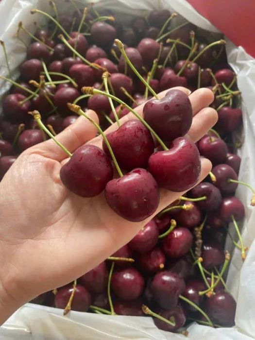 FRESH HOUSE - Thiên đường trái cây sạch & nhập khẩu cao cấp tại Quận 11