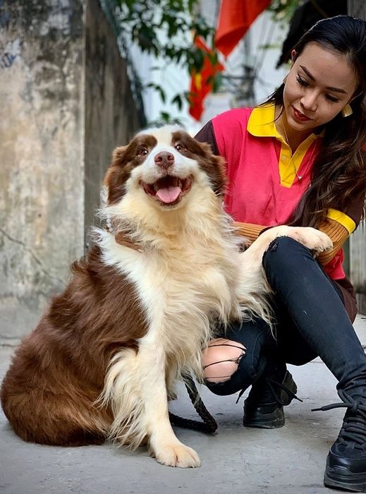 Chó cảnh tại Thukieng.com - Nơi bạn có thể tìm thấy những giống chó yêu thích và đáng yêu.