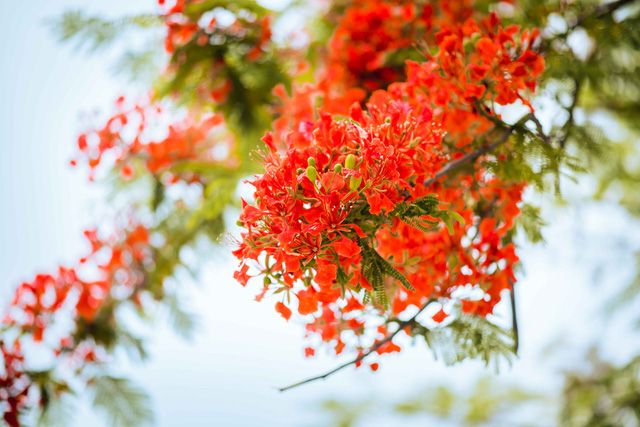 Hình ảnh lưu niệm mùa tổng kết (Phần 7)