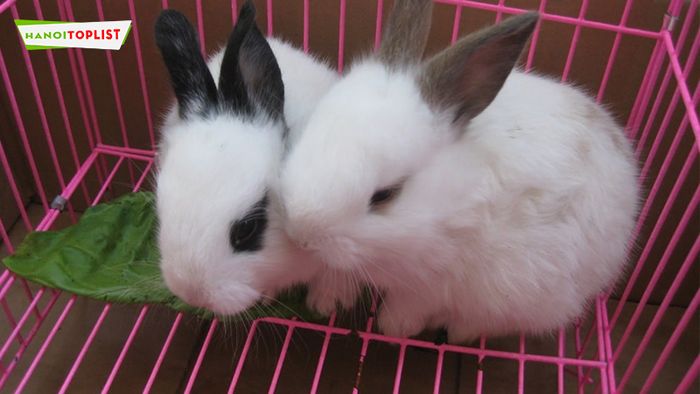 hamster-shop-luna-tripi