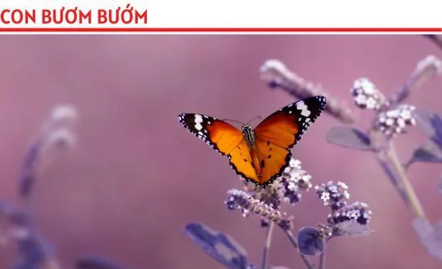 Tranh minh họa số 1 - Nguồn ảnh từ kho tư liệu mở