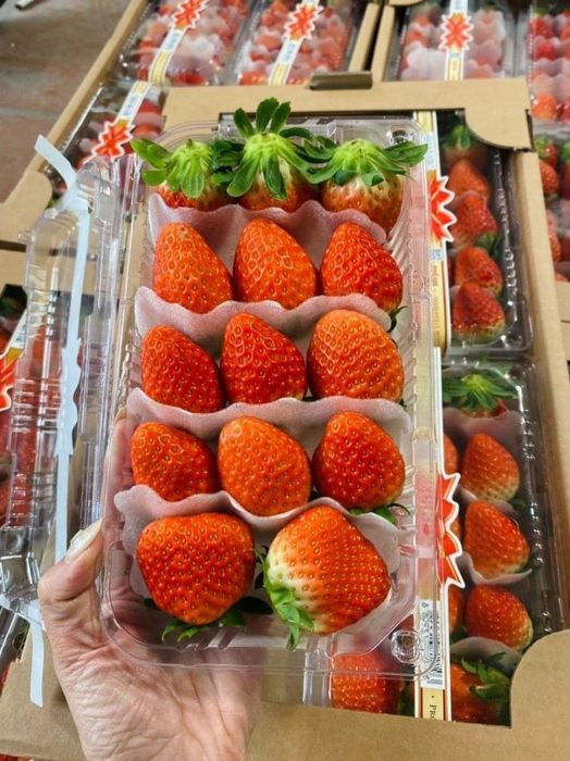 Thiên đường trái cây sạch và nhập khẩu chất lượng tại Cần Giờ