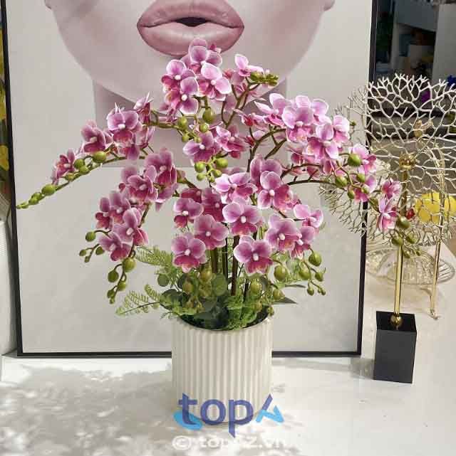 Địa chỉ mua hoa lan hồ điệp chất lượng tại Quận 8