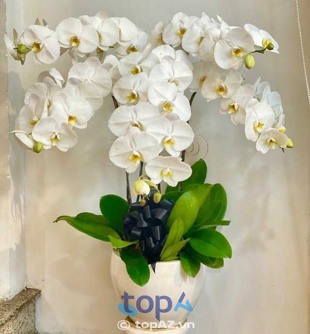Địa chỉ vàng cho người yêu lan hồ điệp tại Bình Tân