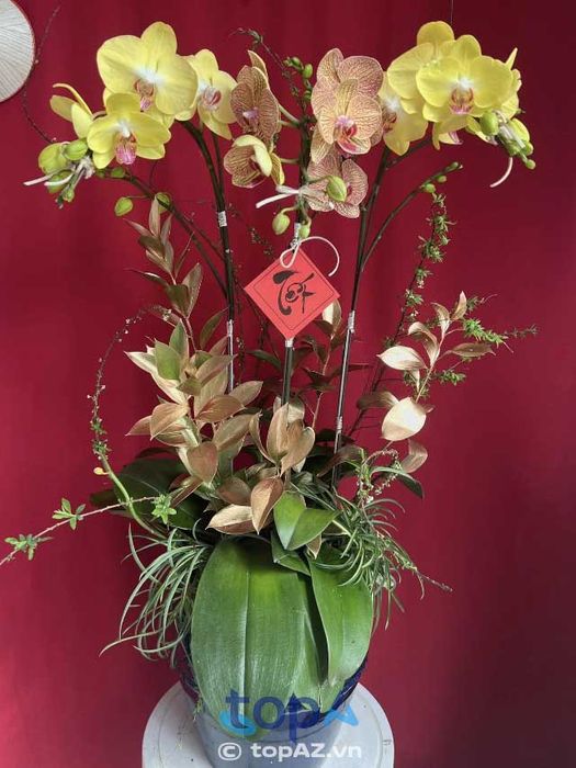 AnZu Blossom - Điểm hẹn của những đóa lan thanh lịch