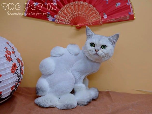 Spa chó mèo chất lượng tại Quận 4