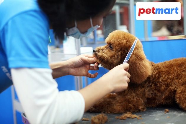 Spa chó mèo tại Quận 4