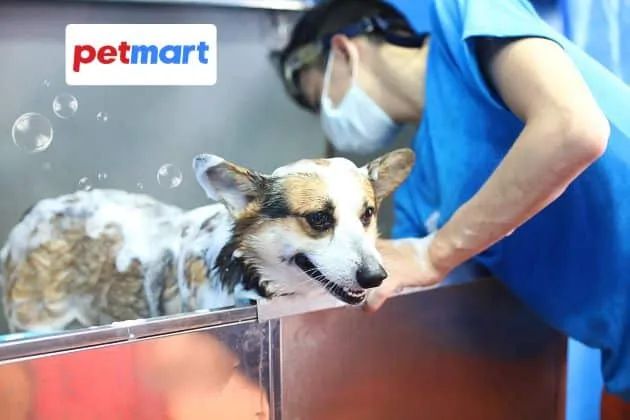 Pet Mart Hậu Giang - Chuyên cung cấp mọi nhu cầu cho thú cưng của bạn