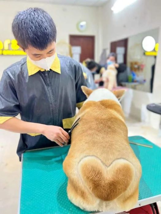 Arale Petshop – Nơi chăm sóc thú cưng chuyên nghiệp với dịch vụ tuyệt vời.