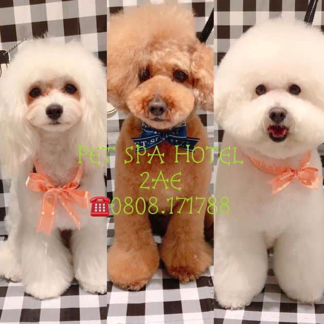 PET Spa Hotel 2AE - Nơi gửi gắm yêu thương cho thú cưng
