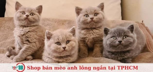 Top 15 địa chỉ bán mèo Anh lông ngắn chất lượng tại TPHCM