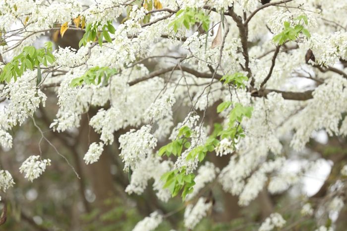 Hình ảnh: Cánh hoa sưa rơi trong nắng tháng tư