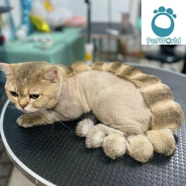 PET WORLD - Đẳng cấp chăm sóc thú cưng