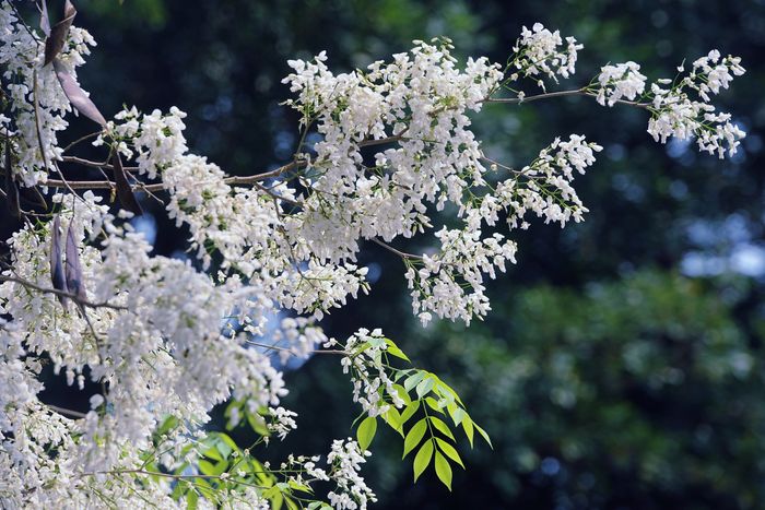 Hình ảnh minh họa: Hoa sưa trắng tinh khôi