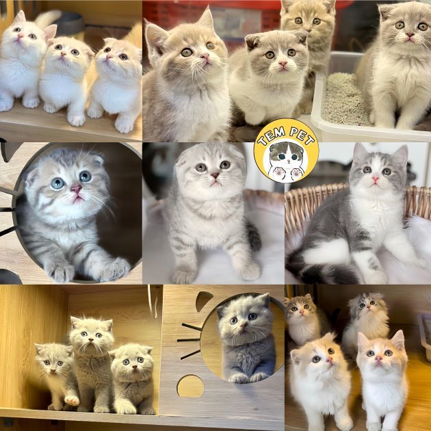Tiệm mèo Tem Pet