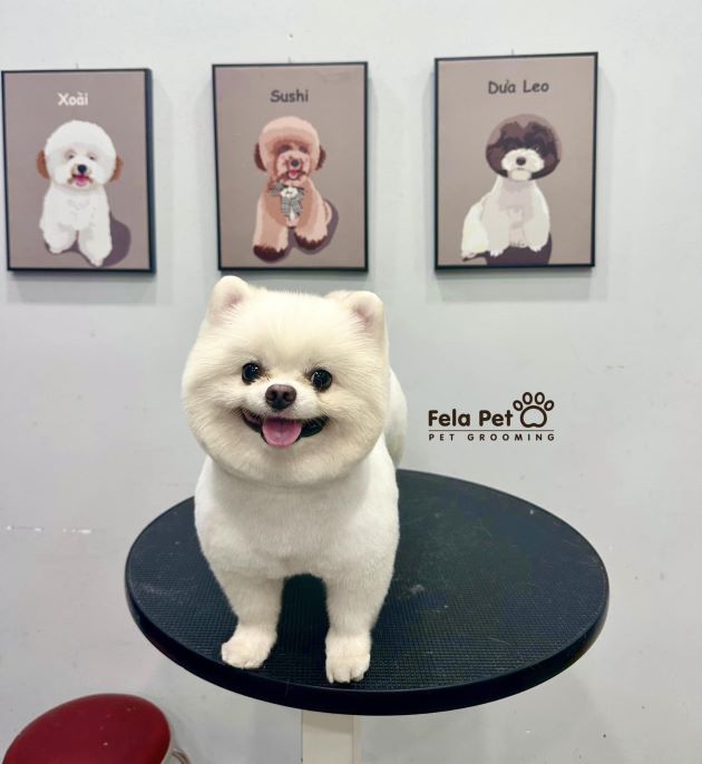 FELA PET - Nơi gửi trọn niềm tin cho thú cưng