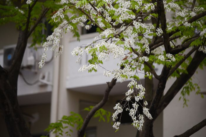 Hình ảnh: Bó hoa xuân rực rỡ ngày 8/3