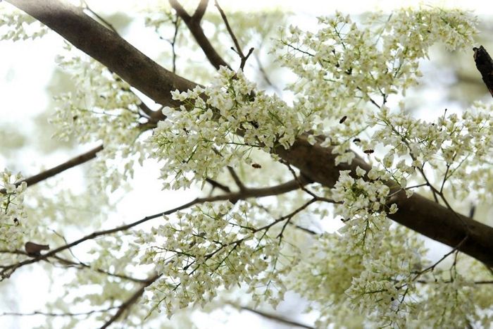 Hình ảnh: Hoa sưa trắng muốt trong nắng sớm