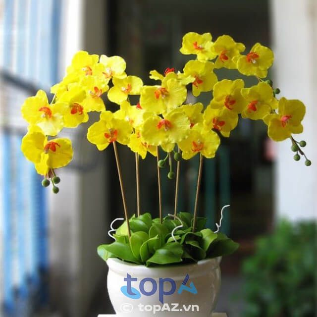 Cửa hàng hoa lan Hồ Điệp vàng uy tín tại Hà Nội