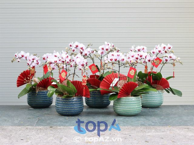 Địa chỉ bán hoa lan Hồ Điệp mini tại Hà Nội