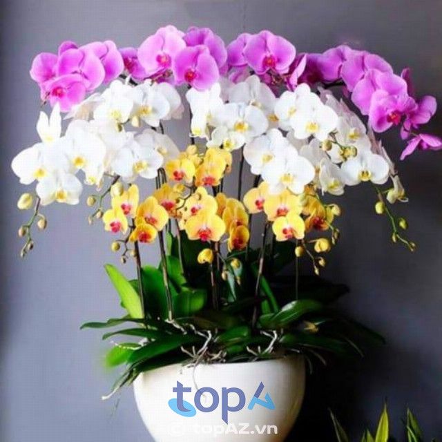 Cửa hàng bán hoa lan Hồ Điệp uy tín nhất Hà Nội
