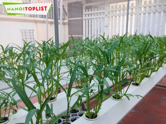 Thế giới cây và hoa cam kết chỉ cung cấp những loại hạt giống có chất lượng cao, tỷ lệ nảy mầm vượt trội, dễ chăm sóc. Với mức giá chỉ từ 30.000đ, bạn đã có thể sở hữu một túi hạt giống chất lượng. Nếu bạn đang tìm kiếm hạt giống rau, đừng bỏ qua địa chỉ này!