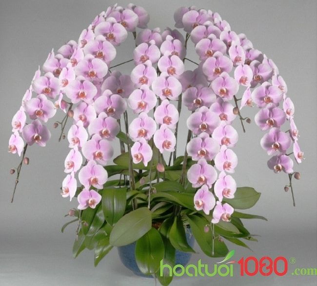Hoa Tươi 1080 tự hào thuộc Top 10 shop hoa online chất lượng nhất TP.HCM