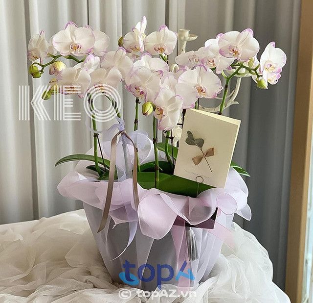 Địa chỉ cung cấp hoa lụa uy tín tại quận Tây Hồ