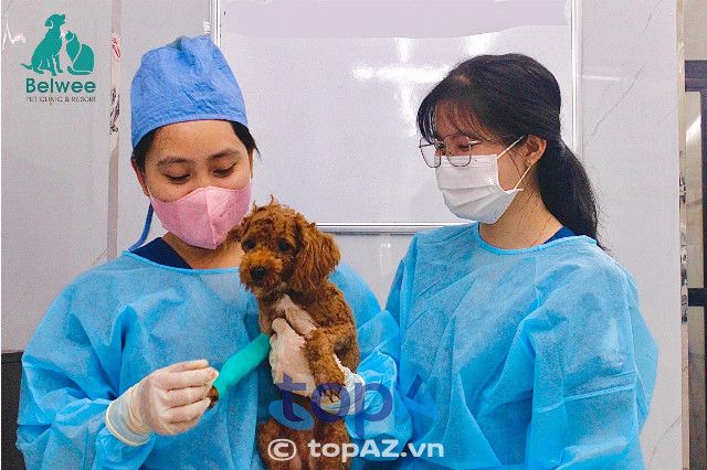 Belwee Bình Thạnh - Nơi gửi trọn niềm tin cho sức khỏe thú cưng