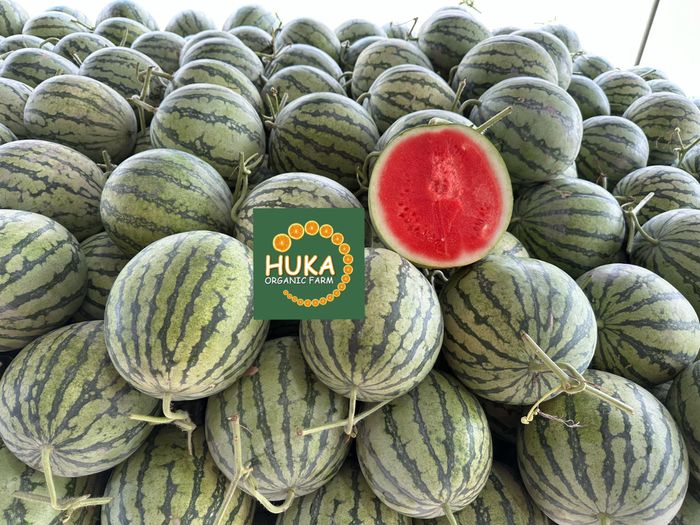 Khoảnh khắc tươi ngon tại Huka Organic Farm ảnh 1