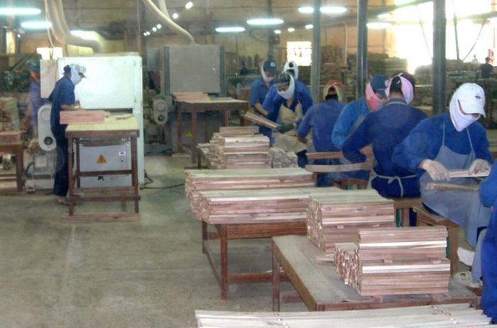 Nhà máy Lâm nghiệp 19 - Cơ sở chế biến gỗ xuất khẩu hiện đại