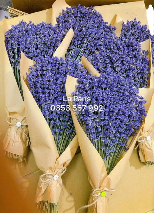LA PARIS - Hoa Oải Hương Lavender Hà Nội (Hình ảnh 1)