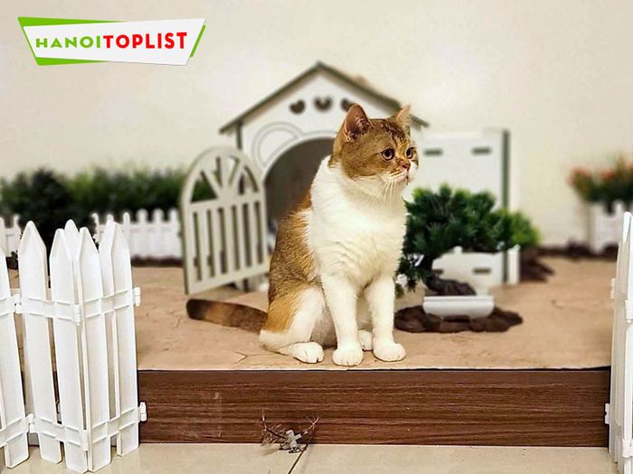 meo-haus-cat-cafe-Tripi