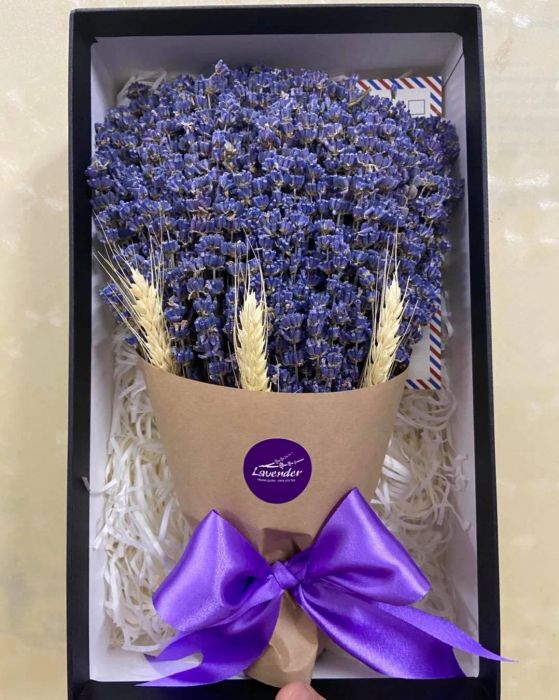 Lavender Trung Quân - Hoa Oải Hương Từ Pháp (Hình ảnh 1)