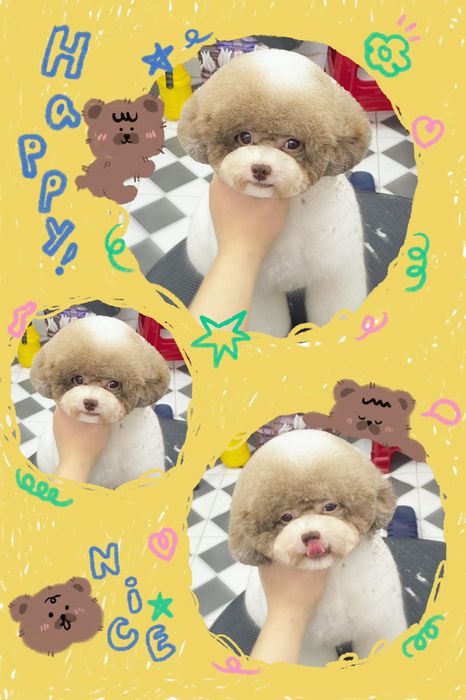MiChu Pet hình ảnh 2