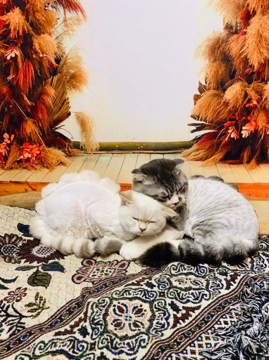 Mon&Pet Academy - Hình ảnh 2