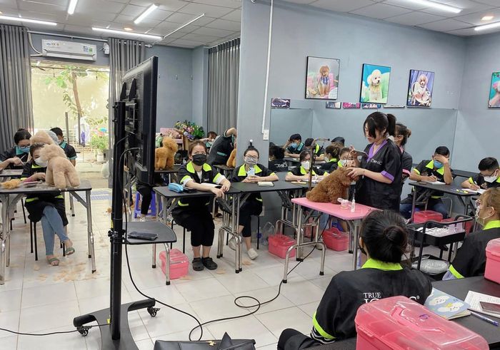 Trường đào tạo cắt tỉa thú cưng Quốc Tế - Pets Icon Grooming Academy hình ảnh 2