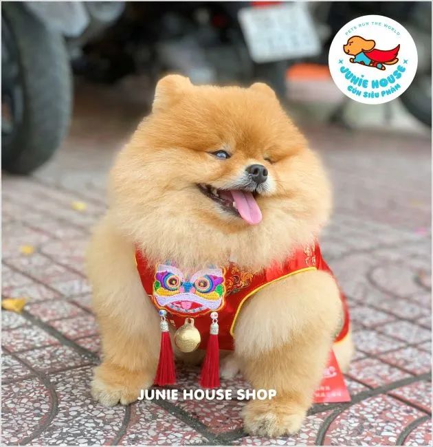 Junie House Pet Shop - Nâng niu từng sợi lông