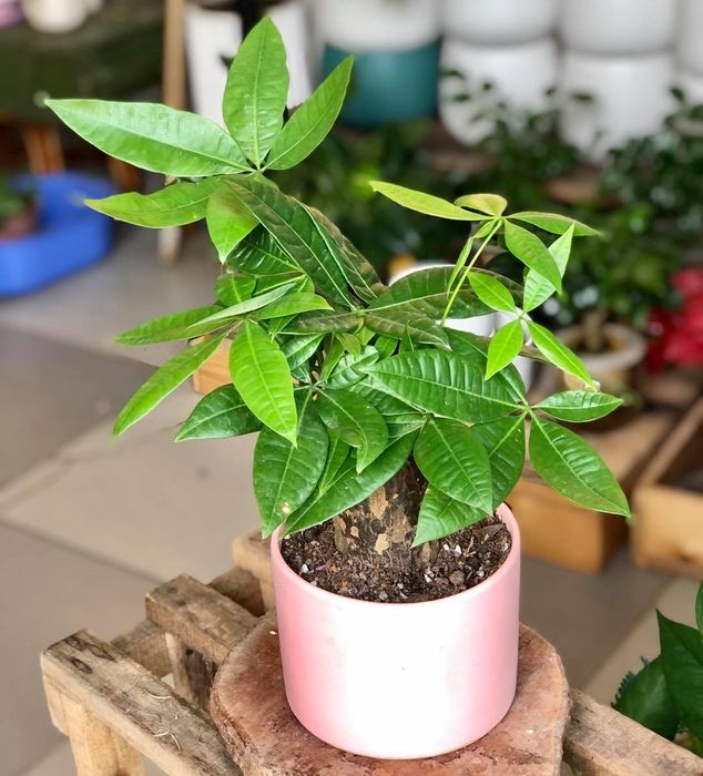 Cây cảnh mini Hoa Trong Lá - Tác phẩm nghệ thuật thu nhỏ mang vẻ đẹp tinh tế, kết hợp hài hòa giữa sắc hoa rực rỡ ẩn hiện giữa tán lá xanh mướt.