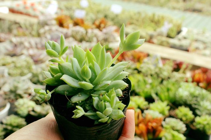 Không gian xanh mướt đầy sức sống tại Lọ Mọ Garden