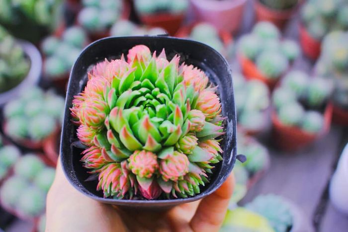 Góc làm vườn đầy cảm hứng tại Lọ Mọ Garden